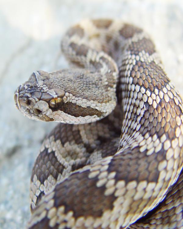 421,000 bites and 20,000 deaths from snakebites annually.