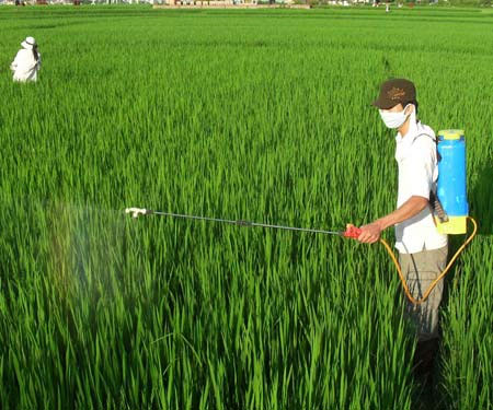 43% of greenhouse gases from agricultural activities