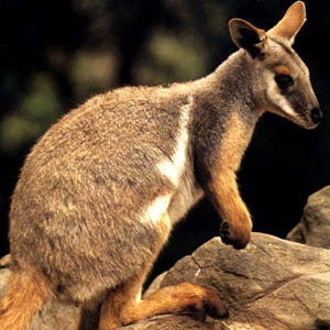 45 species of organisms in Australia are in danger of extinction