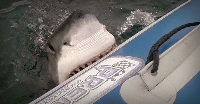 4m long tiger shark overturned the boat, attacking people in Australia