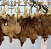 4-year-old baby carries H7N9 but does not show flu