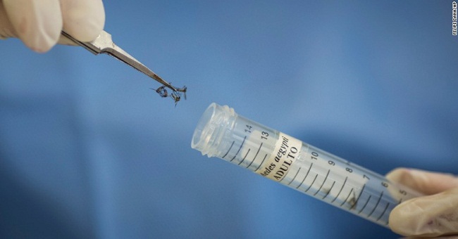 5 basic knowledge everyone should know about Zika virus