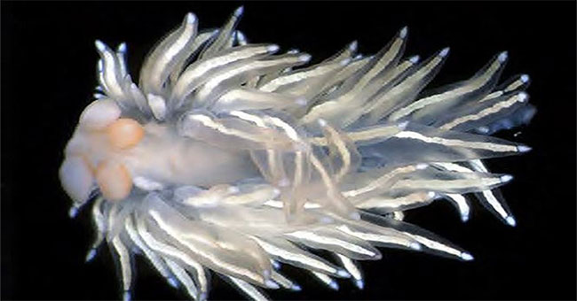 5 beautiful new species of sea cucumbers found in the Pacific Ocean