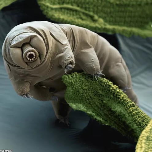 5 delicious bizarre creatures on Mars