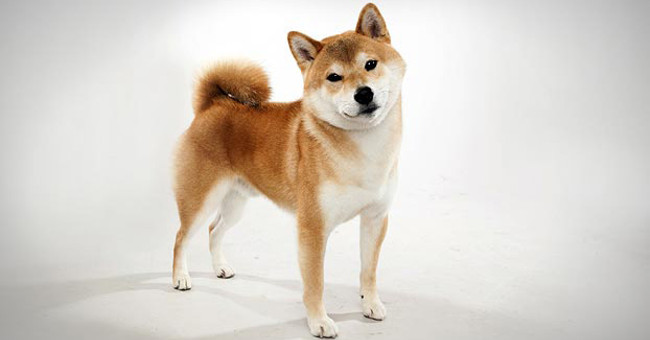5 gentle dog breeds suitable for farming, walking without muzzle