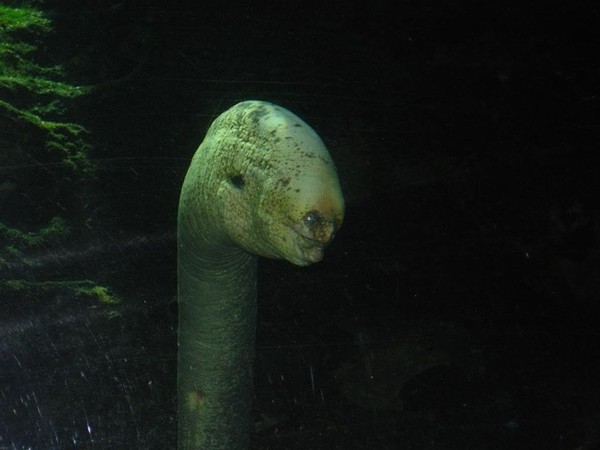 5 incredible, strange 'monsters' on the seabed