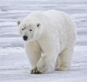 5 interesting features of the polar bear