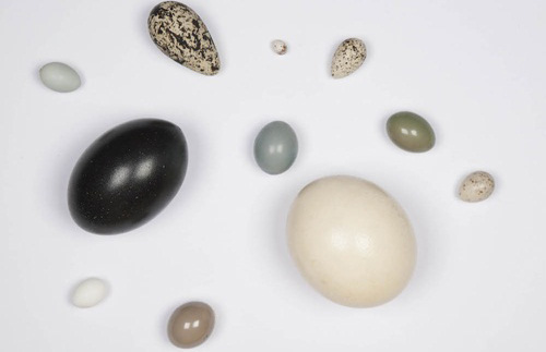 5 interesting things about eggs