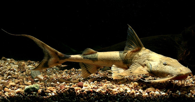 5 legendary kingfishes of Vietnam