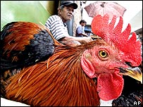 5 more people died from H5N1 in Indonesia