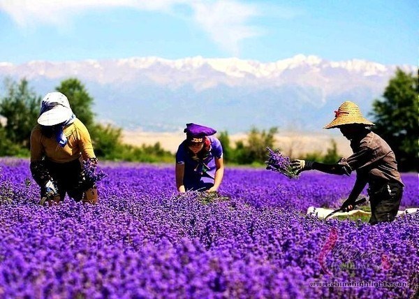 5 most famous lavender valleys in the world