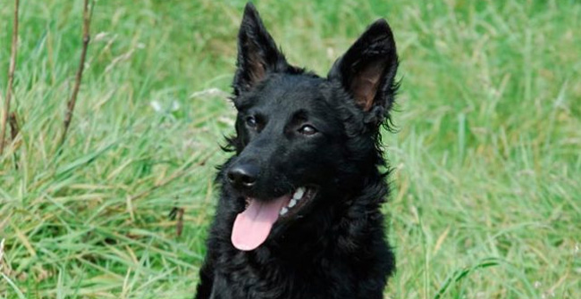 5 most rare breeds in the world