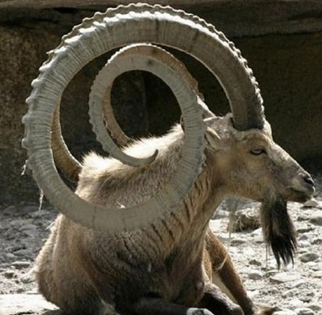 5 most scary horned animals