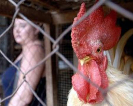 5 mutations make bird flu a pandemic