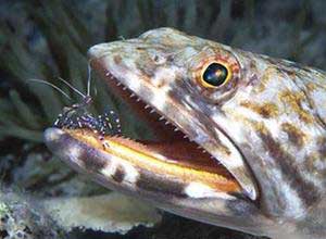 5 scientific photos won prizes in 2005