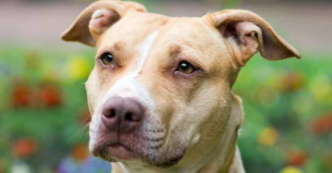 5 species of fierce dogs tend to bite the most in the world