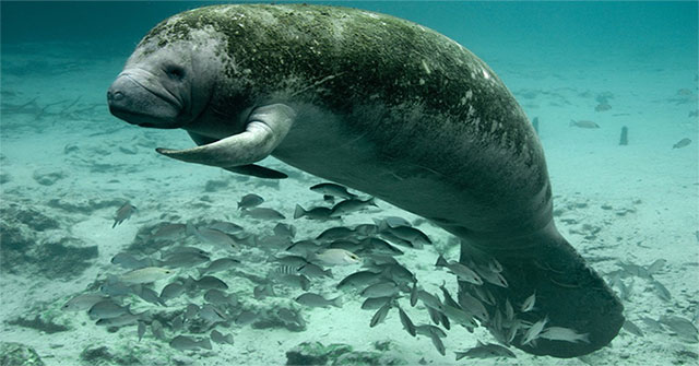 5 stories proving 'anus' may be the weirdest thing in the animal world