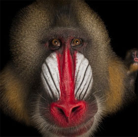 5 strange animals with a nose
