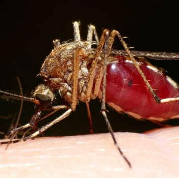 5 things to know about a deadly virus that is not cure