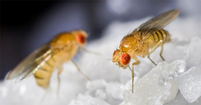 5 times scientists give test animals .... stimulants and a happy ending