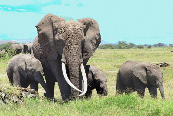 5 unexpected assassins in nature