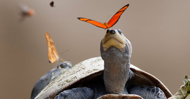 5 'weird' facts will change your perception of the animal world