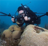 50% of corals worldwide have disappeared