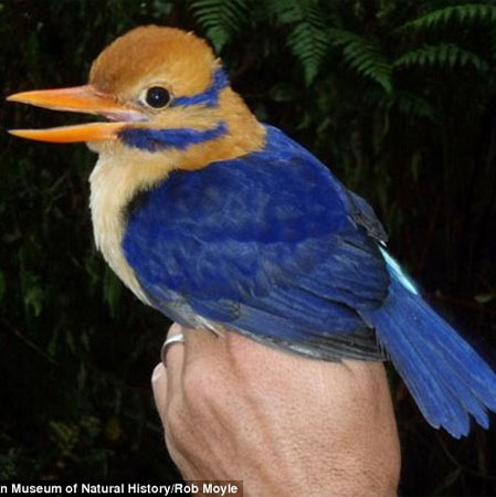 50 years to find precious birds and then kill