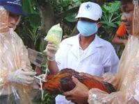 500 bird flu positive ducks