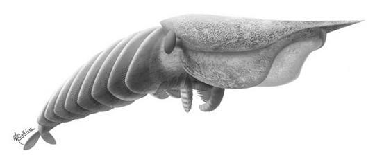 500 million year old predator monster