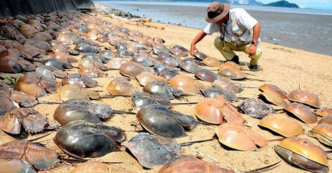 500 samsara died abnormally on the Japanese coast