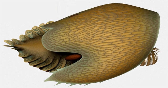 506 million-year-old monster in the quarry is like ... spaceship