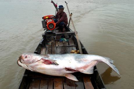 540 fish species found in the Mekong basin