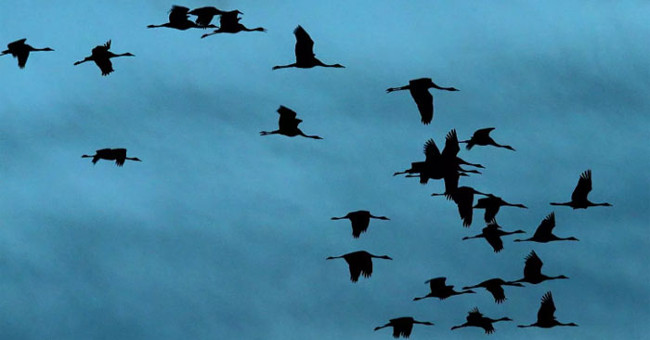 5G mobile waves can make birds and many living organisms disoriented