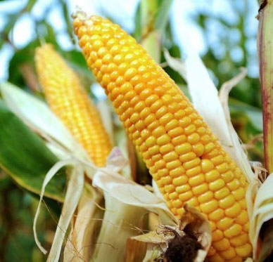 6 academies rejected the study of GM maize causing cancer