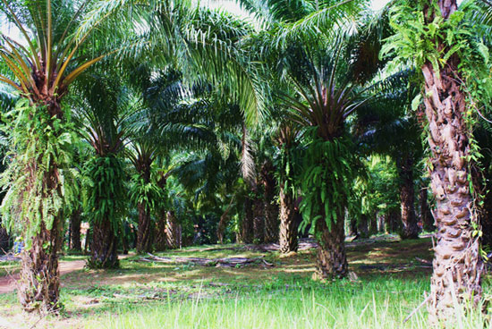6 best biofuel types