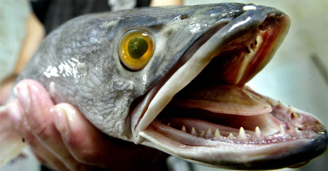 6 dangerous animals threaten America