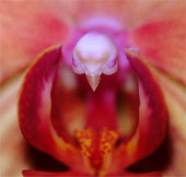 6 exotic animal-like flowers