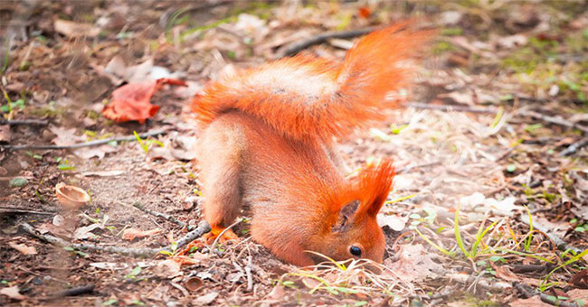 6 facts prove the animal world will never stop us from being surprised
