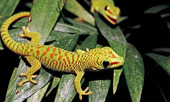 6 interesting possibilities of geckos