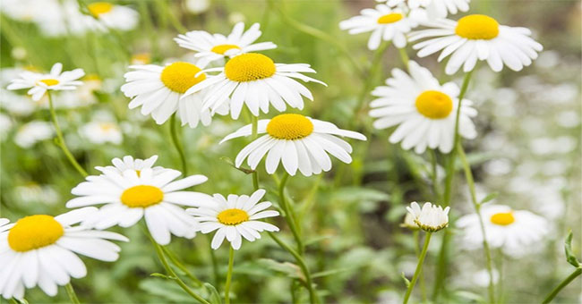 6 kinds of healthy flowers should be planted in the yard