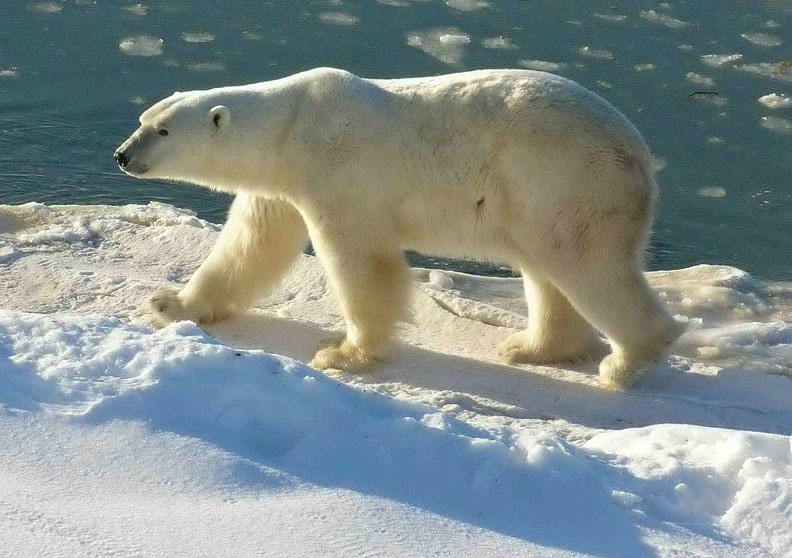 6 most obvious consequences of climate change