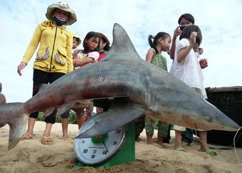 6 sharks consecutively fishermen