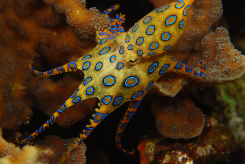 6 small but dangerous animals
