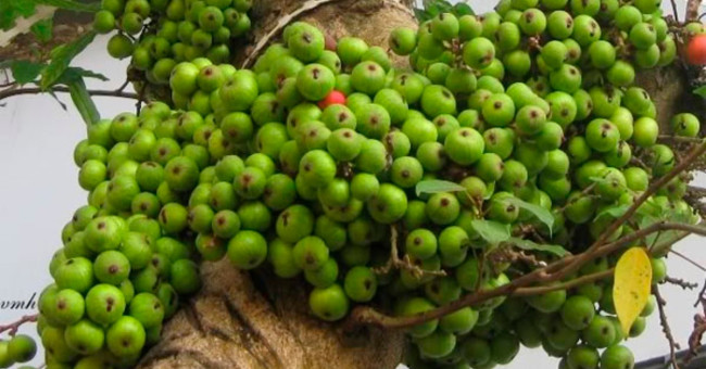 6 types of fruits should be eaten when suffering from heartburn
