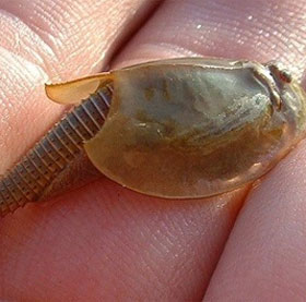 6 'ugly' prehistoric animals still exist today