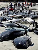 60 whales die from stranding in Australia