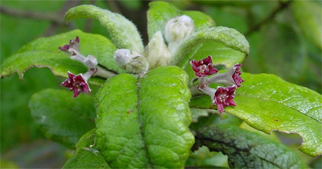 600 species of plants disappear, threatening human survival