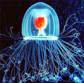 65 interesting things about jellyfish (1)