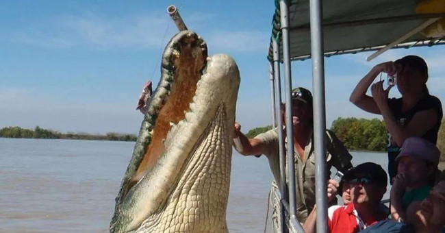 6m long crocodile fish bait in Australia